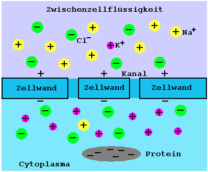 Nervenzelle